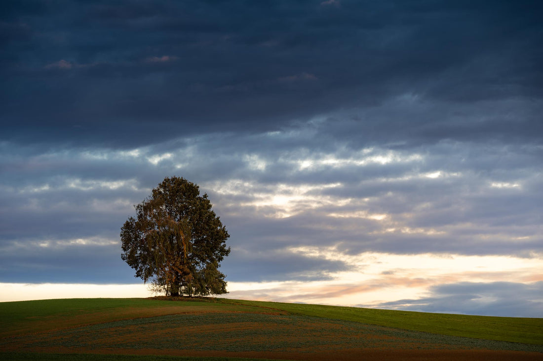 Bäume fotografieren: Tipps für atemberaubende Naturaufnahmen