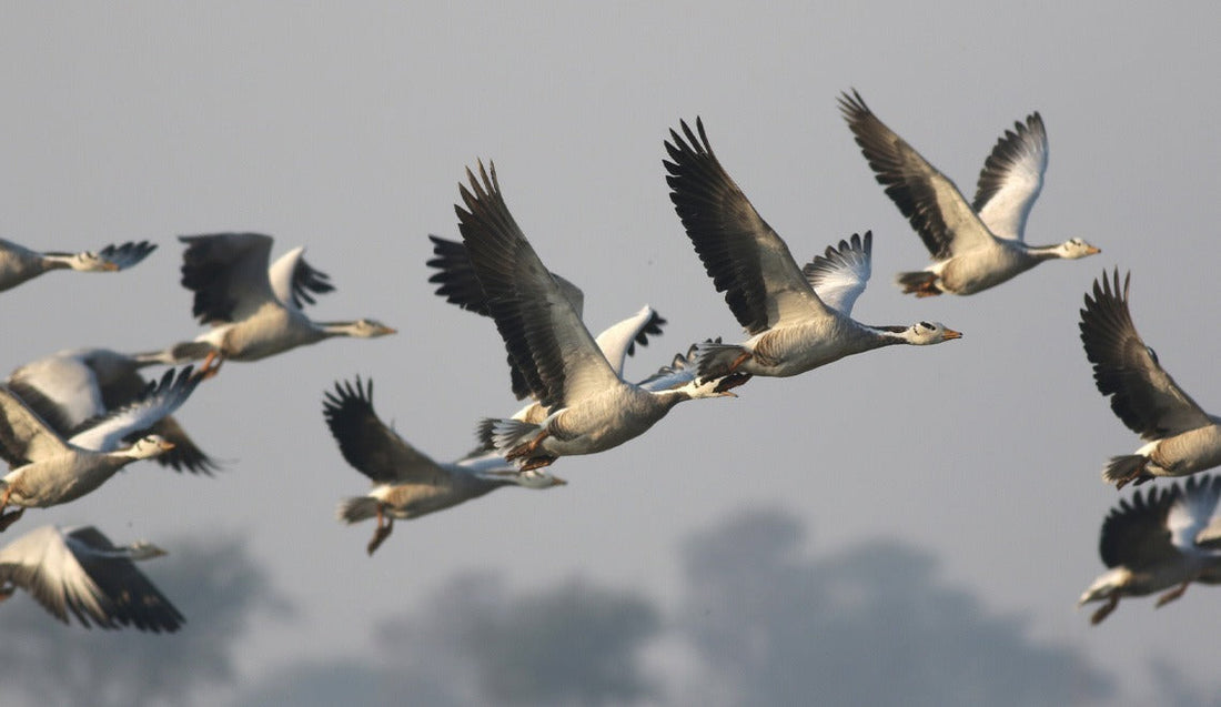 Vögel im Flug fotografieren: Wie man den richtigen Moment erwischt!