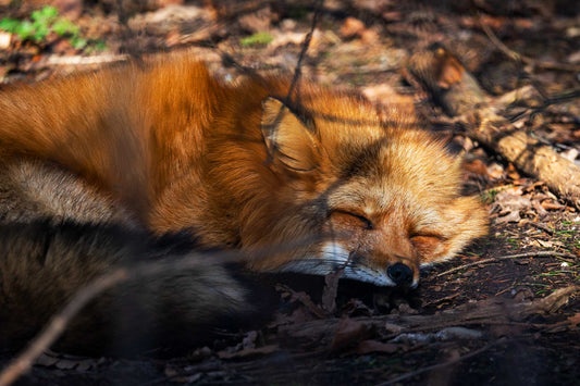 Wildpark Poing: Tierische Begegnungen in Bayern