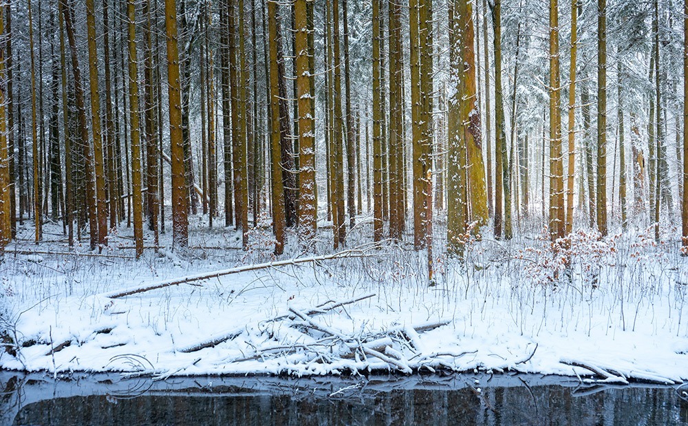 Fotografieren bei Schneefall Bäume