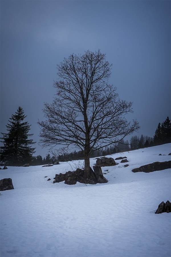 Wandern auf der Schwägalp im Winter Baum