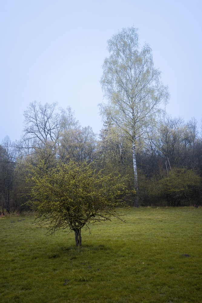 Fotografieren bei schlechtem Wetter Bäume