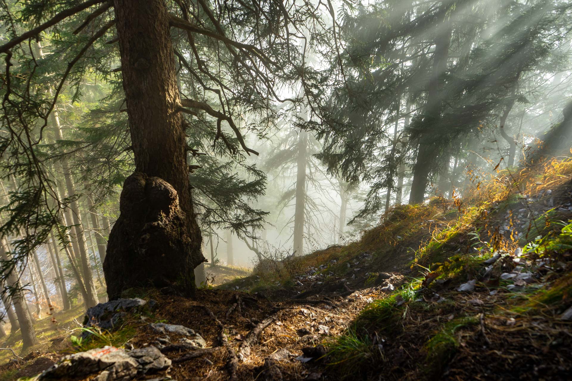 Waldfotografie: Tipps für eindrucksvolle Bilder im Wald